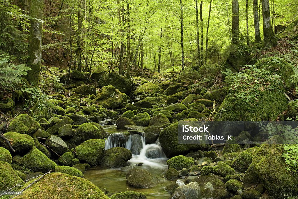 Correr a través de un arroyo oscuridad forrest - Foto de stock de Bosque libre de derechos