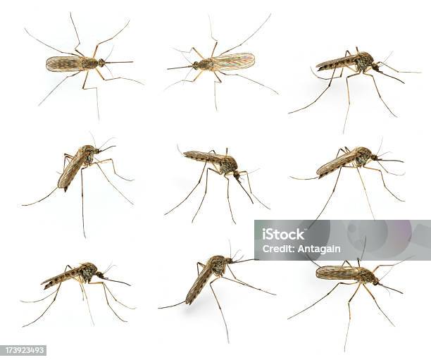 蚊 - 蚊のストックフォトや画像を多数ご用意 - 蚊, カットアウト, 白背景