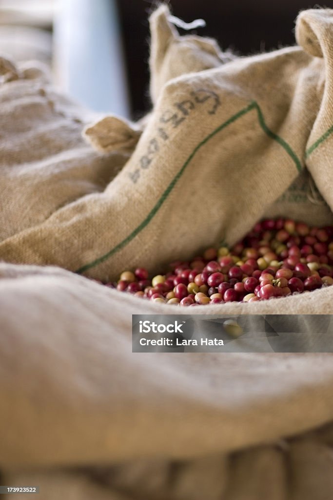 Cerejas de café - Foto de stock de Agricultura royalty-free