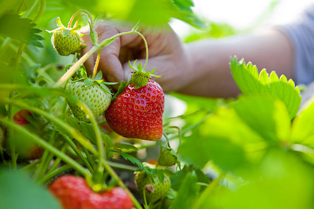 летний клубничный собирать - strawberry plant стоковые фото и изображения