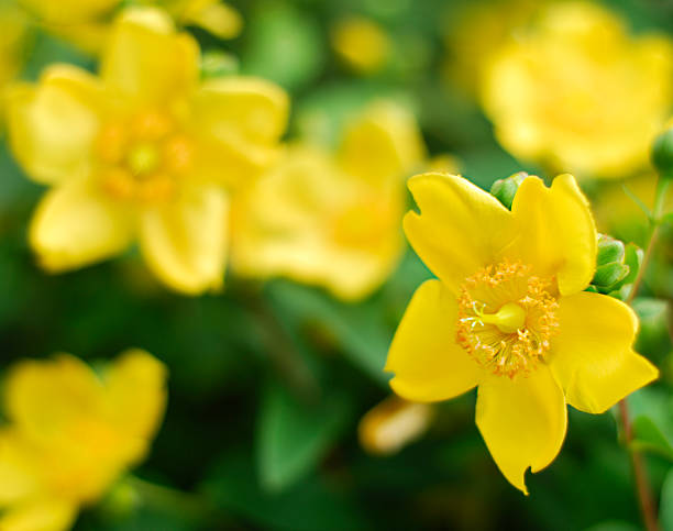 Yellow Flowers  - Potentilla fruticosa Yellow Flowers  of the  Potentilla fruticosa or Cinquefoil bush. Shallow DoF - Focus is on the stamens of the nearest flower. potentilla fruticosa stock pictures, royalty-free photos & images