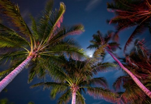 View of palm trees at night under the moon in South Beach Miami.  The palm trees are lit by the reflection of neon lights.