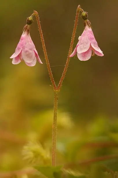 Photo of Twinflower (Linnaea borealis)