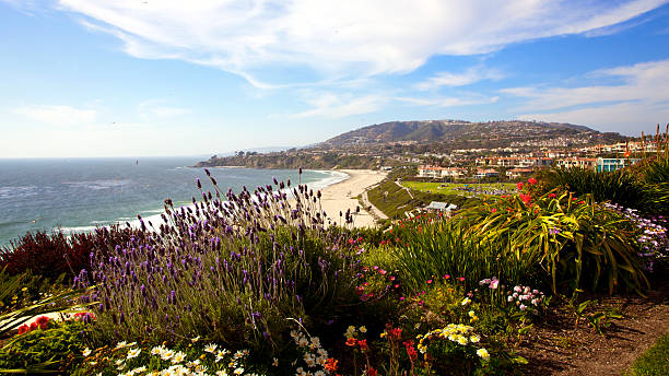 Wildflowers at the Southern California coastline A shot of Southern California coastline in beautiful Spring day dana point stock pictures, royalty-free photos & images