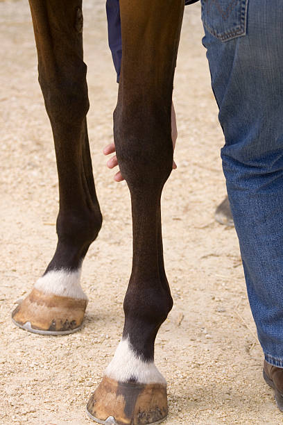 istock Examining Legs of Horse 173924548