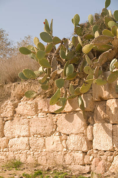 prickley gruszka przewieszony ruins - israel prickly pear cactus wall cactus zdjęcia i obrazy z banku zdjęć