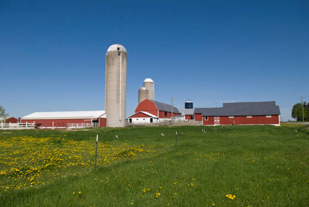 Dairy farm stock photo