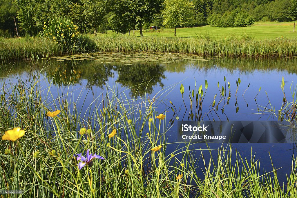 Lago Meadow - Foto de stock de Agua libre de derechos