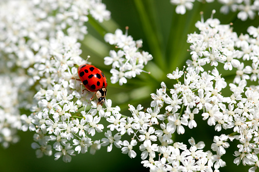 Ladybug in macro on white flowers