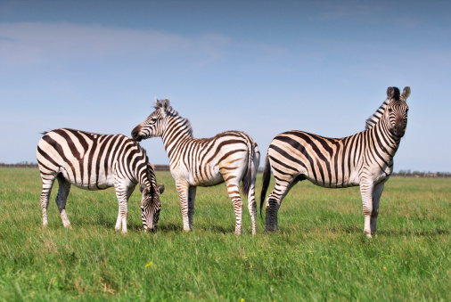 three zebras in national park Askania Nova