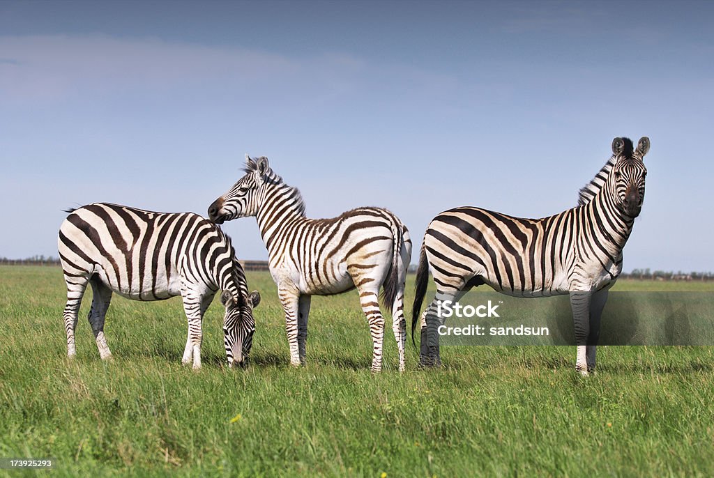 Três zebras - Royalty-free Zebra Foto de stock