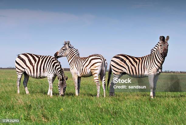 Três Zebras - Fotografias de stock e mais imagens de Zebra - Zebra, Jardim Zoológico, Três animais