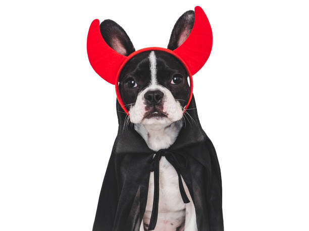 istock Charming puppy and devil's horns. Isolated background 1739253601