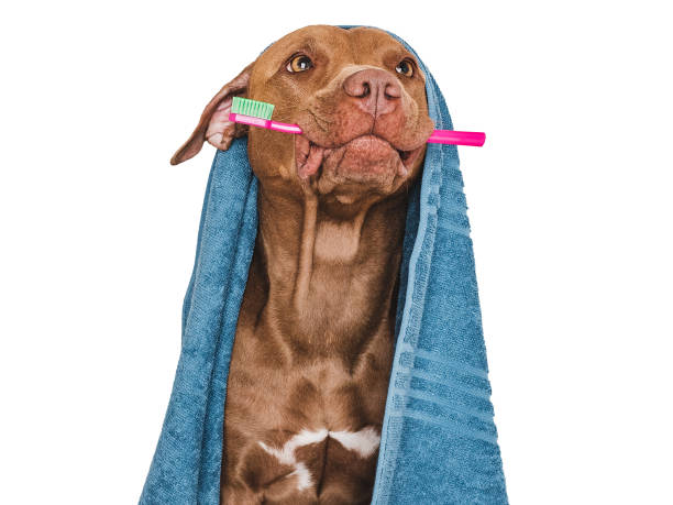 istock Cute brown dog, blue towel and toothbrush 1739255709