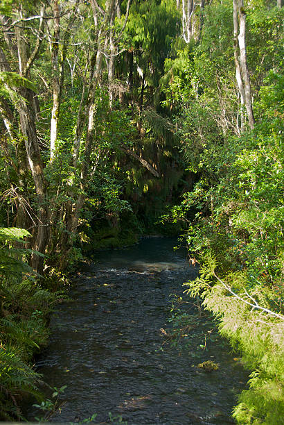 istock Stream in New Zealand Native Bush 173925650