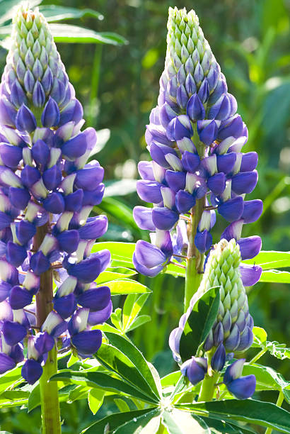 istock Perennial Lupine (Lupinus Perennis) - I 173925661