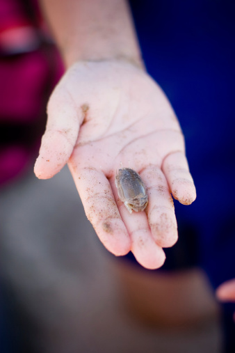 A child's sandy hand.  He has just caught a Pacific sand crab (Emerita analoga) on a Southern California beach.