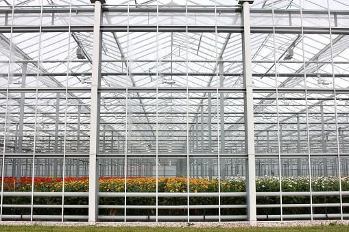 greenhouse with Gerbera plants