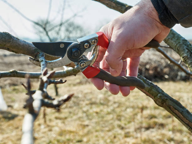 istock A man prunes the branches of a fruit tree. Spring work in the garden. Caring for fruit trees in the spring. 1739259494