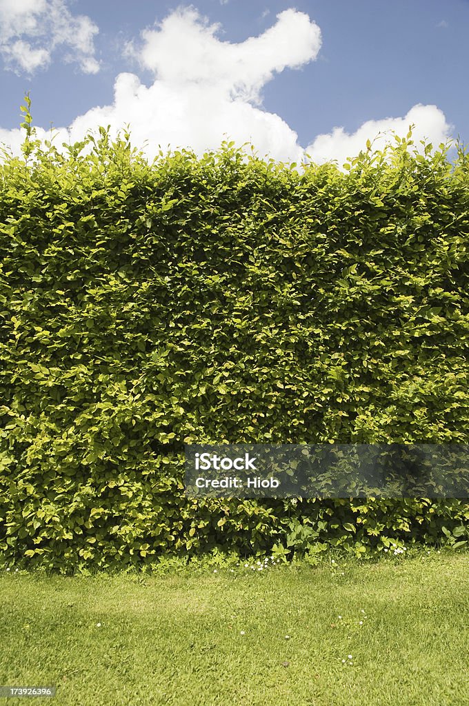 Buche-Hecke - Lizenzfrei Am Rand Stock-Foto