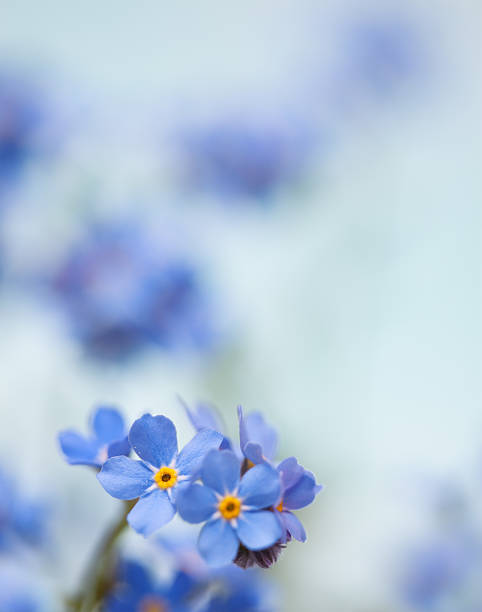 blu - myosotis sylvatica foto e immagini stock