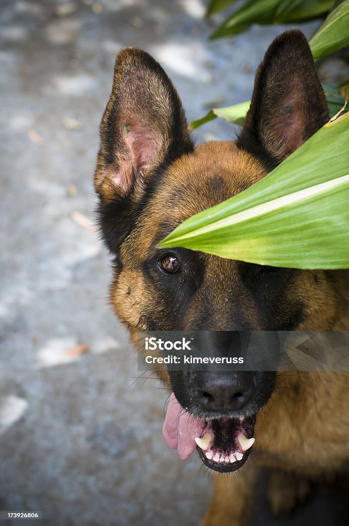 Cão de pastor alemão olhando para a câmera - Foto de stock de Amarelo-castanho royalty-free