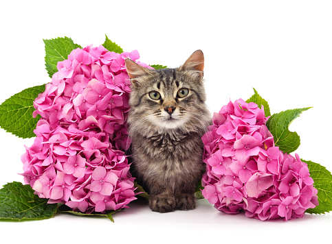 Cat with flowers isolated on a white background.