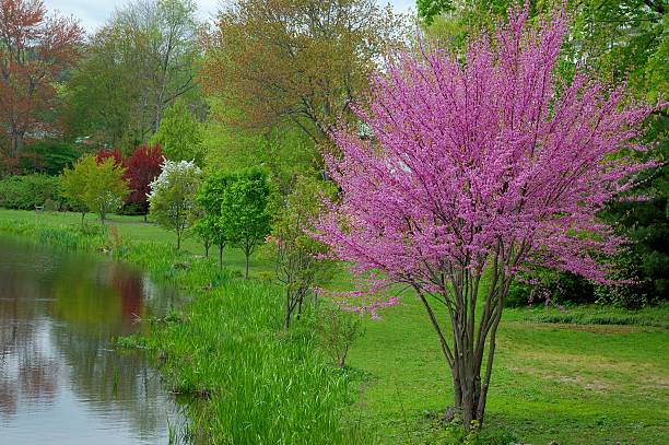 Springtime in Connecticut. An Eastern Redbud - Cercis canadensis in full bloom at a small lake edge.