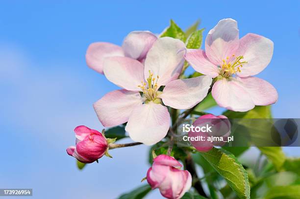 Kwiat Jabłoni Na Wiosnę - zdjęcia stockowe i więcej obrazów Bez ludzi - Bez ludzi, Bliskie zbliżenie, Drzewo