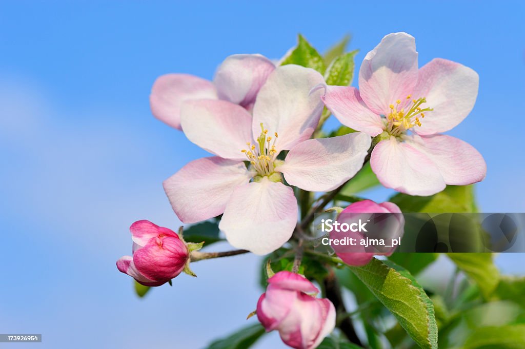 Apple blossom na primavera - Foto de stock de Agricultura royalty-free