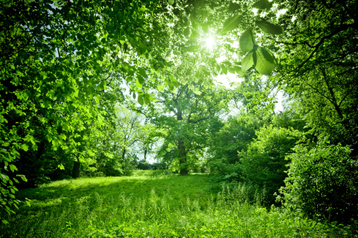 beautiful green nature against sun
