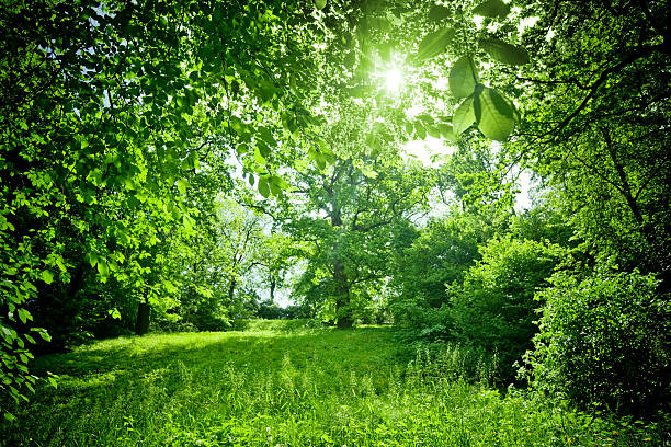 Sunny Nature beautiful green nature against sun grass area photos stock pictures, royalty-free photos & images