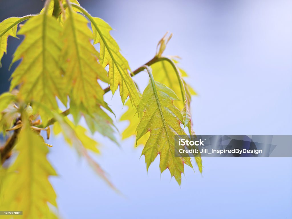 Nova Folha de Carvalho gustativas na Azul - Foto de stock de Beleza natural - Natureza royalty-free