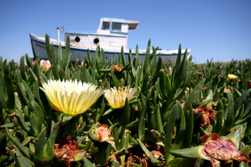 Focus on the yellow flower on the left.  A boat appears to be sailing on top of flowers