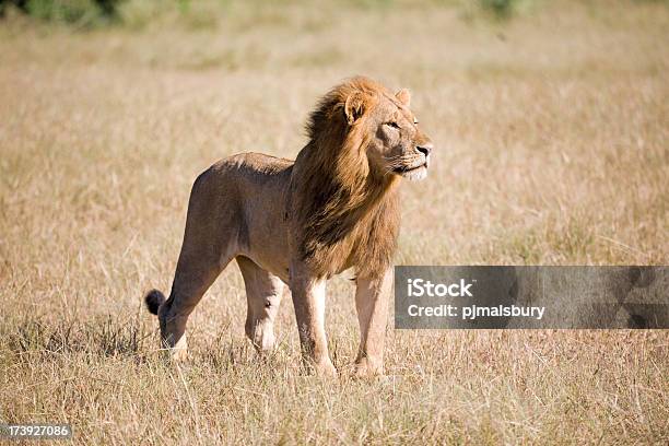 Foto de Regal Macho Leão e mais fotos de stock de Animais de Safári - Animais de Safári, Animal, Animal selvagem