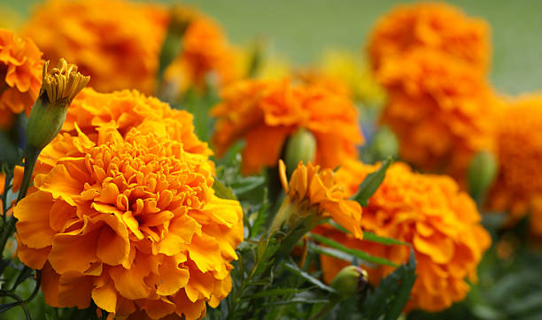 Orange french marigold stock photo