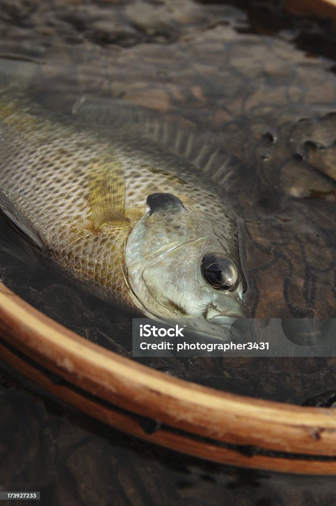 Sunfish in a net Nice little sunny in a net. Animal Stock Photo