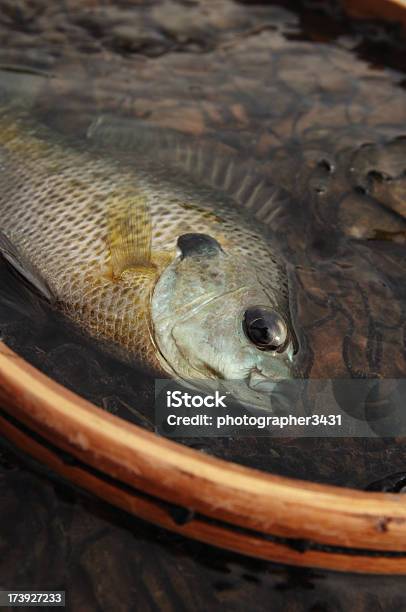 Sunfish In A Net Stock Photo - Download Image Now - Animal, Animal Scale, Catching