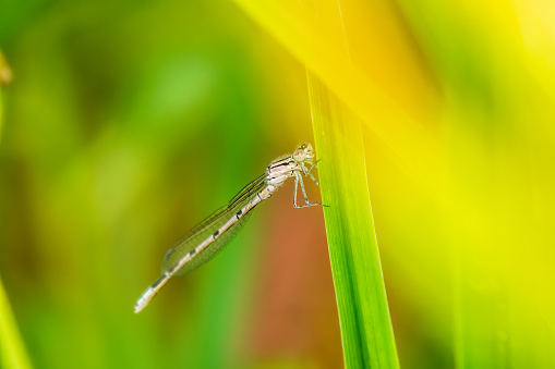 Small dragonfly Enallagma cyathigerum, the common blue damselfly, female. on a blade of green grass