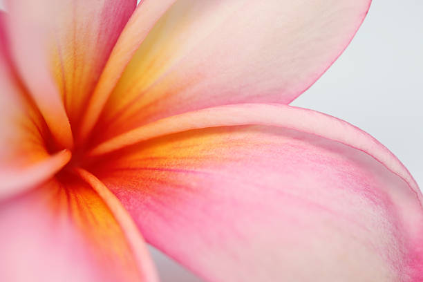 Frangipani (Plumeria) flower closeup detail (XXXL) stock photo