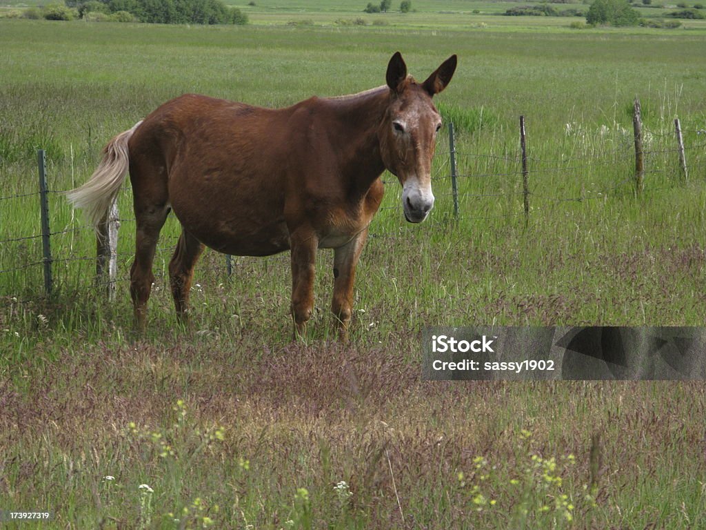 Muli Schwangere Esel Horse Frühling - Lizenzfrei Abgeschiedenheit Stock-Foto