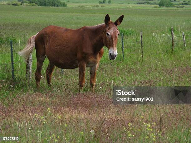 Muli Schwangere Esel Horse Frühling Stockfoto und mehr Bilder von Abgeschiedenheit - Abgeschiedenheit, Agrarbetrieb, Bizarr