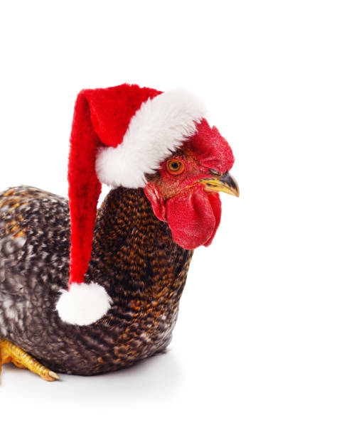 istock Chicken in a christmas hat. 1739273581