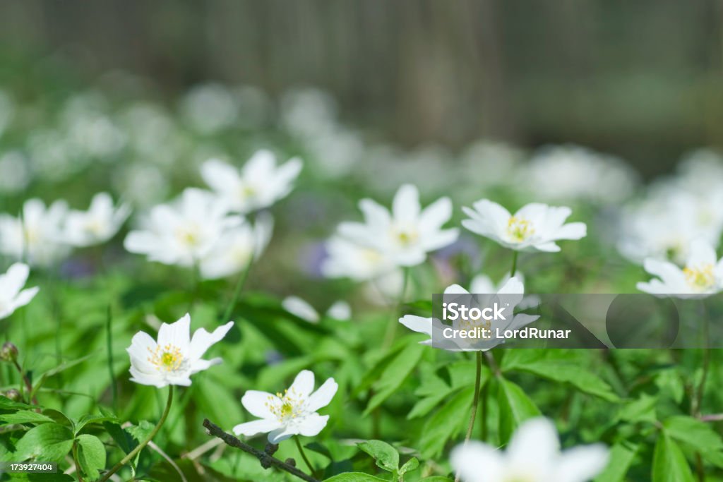 anemone dei boschi - Foto stock royalty-free di Ambientazione esterna