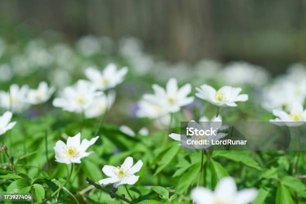 Anemone Dei Boschi - Fotografie stock e altre immagini di Ambientazione esterna - Ambientazione esterna, Anemone, Anemone dei boschi