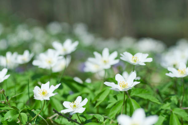 ヤブイチゲ - sweden wildflower wood anemone flower ストックフォトと画像