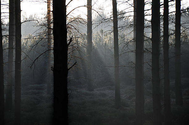 Poutres en bois - Photo