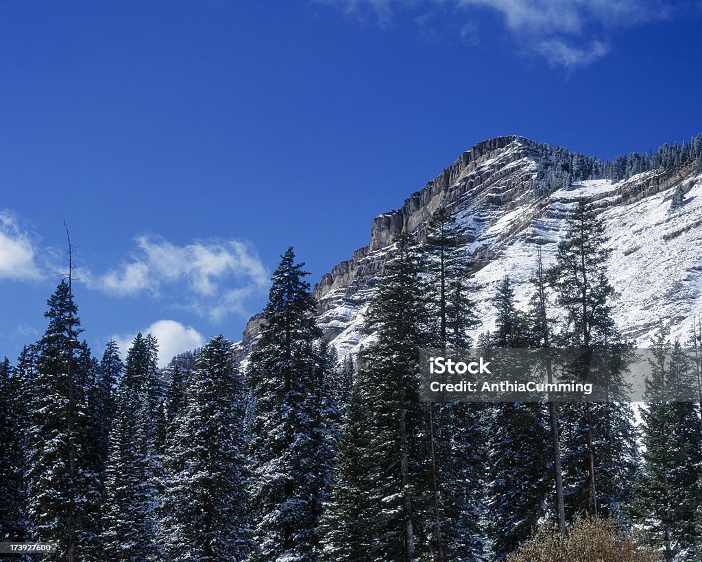 Rocky Mountains, mit Schnee im winter - Lizenzfrei Ast - Pflanzenbestandteil Stock-Foto