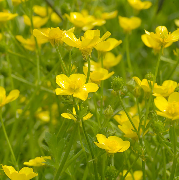istock Meadow with Hairy Buttercup (Ranunculus sardous) 173927707