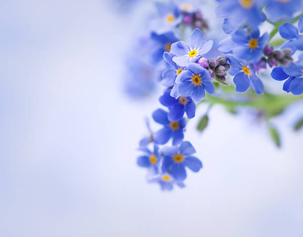 non dimenticarti di me fiori - myosotis sylvatica foto e immagini stock